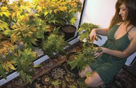 Hid lights were the most commonly used cannabis grow lights when indoor growing first became popular in the 1990s. Grow Lights For Indoor Farming From M Lite Solution Led Grow Lights