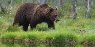 Podrás no verlos, pero si escuchas atentamente, puedes escuchar las llamadas diferentes de pájaro. Taiga Clima Fauna Flora Y Sus Caracteristicas Ovacen