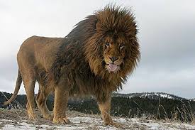 Sep 26, 2018 · también tienen una manera muy particular y sincronizada de asechar a otros animales, ya que siempre son dos de ellas que se encargan de esta tarea, las demás se ocultan y atacan en el momento preciso. El Leon Africano Clinica Veterinaria El Caballo Facebook