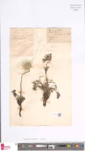 Image result for Orthopichonia schweinfurthii