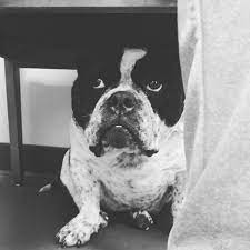 Find the best stylists, estheticians, salons, spas, massage and wellness centers in the greenwood, sc area. Pet Wellness Center Greenwood Sc Veterinarian Facebook