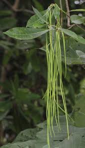 Image result for Alstonia