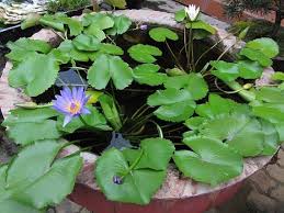 Image result for Nymphaea nouchali