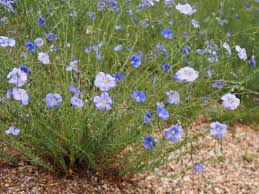 Image result for Linum