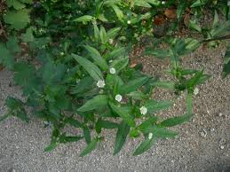 Image result for Eclipta prostrata