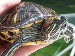 Red Eared Slider Turtle Facts Habitat Diet Pet Care Pictures