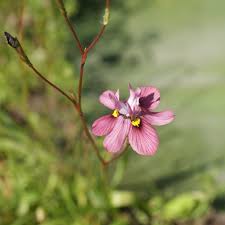 Image result for Moraea verdickii