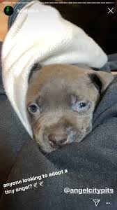 03 16 2020 Billie Billie Eilish Animals