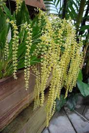 Dendrobium Cobbianum Dendrobium Orchids Orchids Beautiful Orchids