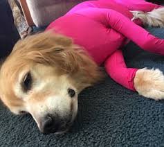 Trainer Blasts Shed Defender Onesie For Dogs Daily Mail