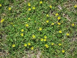 Begehbare Bodendecker Rasenersatz Hornfruchtige Sauerklee Oxalis Corniculata Gelb Bodendecker Bodendecker Winterhart Pflanzen