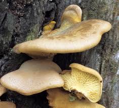 Image result for Paxillus panuoides