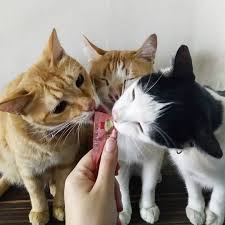 Sebahagian dari gambar kucing ini adalah gambar kucing saya. Snek Kucing Terbaik Join Peraduan Sentiasa Smartheart Hadiah Menarik Menanti Korang