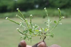 Image result for Heliotropium supinum