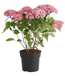 Ein horizontales stützgitter für hortensie annabelle meine annabelle habe ich vor zwei jahren versetzt. Schneeball Hortensie Ruby Annabelle Dehner