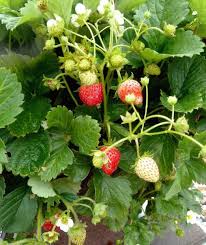 Image result for Dasylepis eggelingii