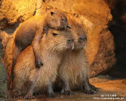 This Capybara Wants To Be The Top Of The Pyramid Capybara Animals Friends Animal Faces