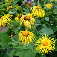 Image result for Inula mannii