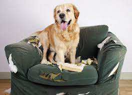 #1 the puppy chewing stage. Why Is My Dog Biting And Chewing Everything Within Its Sight