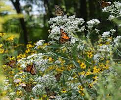 We did not find results for: Banner Year For Monarch Butterfly Migration Texas Hill Country Ready Texas Butterfly Ranch