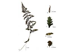 Image result for Woodsiaceae