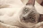 TONKINESE CATS - AND MORE - Mymystic Tonkinese Cats