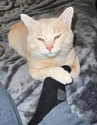 Did someone get stabbed in Dillonvale last night?