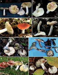 Image result for Russula polyphylla