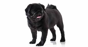 Best value 25+ pug coloring pages: Pug Colors All The Different Colors Of This Incredible Breed