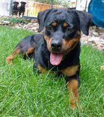 Atlantic rottweiler rescue and friends is dedicated to rescuing, rehabbing, and rehoming unwanted. Rottweiler Rescue Colorado Rottweiler Puppies Rottweiler Rescue Rottweiler Puppies For Sale