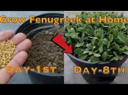 Sometimes it can take up to 7 days if the. How To Grow Fenugreek Sprouts Greens At Home Growing Pot Fenugreek Plant Fenugreek Sprouts