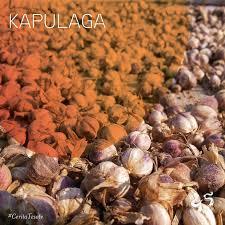 Cara menanam kapulaga agar berbuah lebat. Tesate Restaurant Cardamom Or Cardamon Which Is Called Kapulaga In Bahasa Indonesia Is A Type Of Spice Made From The Seeds Of Several Plants From The Family Of Zingiberaceae There Are