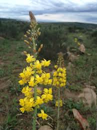 Image result for Bulbine asphodeloides