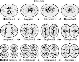 The term diploid is derived from the greek diplos meiosis occurs by a series of steps that resemble the steps of mitosis. Definition Of Meiosis And Mitosis Chegg Com