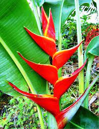 The Amazing Amazon Rainforest The Plants In The Amazon Rainforest Plants Heliconia Tropical Flowers
