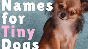 If you're still stuck and looking for more name ideas be sure to check out our list of 500 popular dog names & 500 old fashioned dog names for more ideas. 360 Cute Small Dog Names For Girl And Boy Dogs With Meanings Pethelpful
