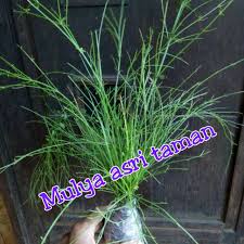 Aneka patung klasik gaya bali Tanaman Hias Bunga Air Mancur Tanaman Air Mancur Pohon Bunga Air Mancur Tanaman Vertikal Shopee Indonesia