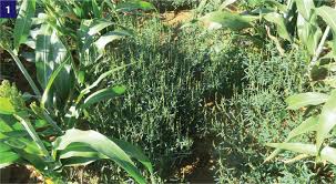 Image result for Crotalaria sphaerocarpa