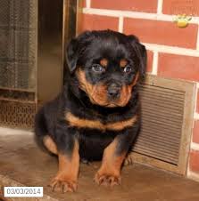 Bruno Rottweiler Puppy For Sale In Newport Pa Rottweiler Puppy For Sale Rottweiler Puppies For Sale Puppies