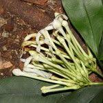 Image result for Tabernaemontana eglandulosa