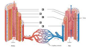 This is an excellent human heart diagram which uses different colors to show different parts and also labels a number… Art Labeling Quiz