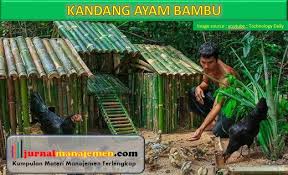 Nih saya ada kandang untuk anak ayam doc baik ayam joper ayam kampung ayam pedaging maupun ayam bangkok yang. Desain Kandang Ayam Bambu Harga Dan Cara Membuatnya