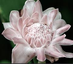 Image result for Etlingera