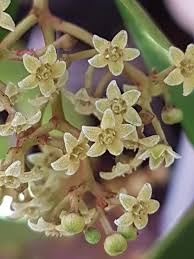 Image result for Secamone brevipes