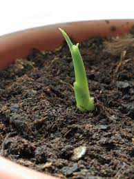 At that point, you can separate the rhizomes by pulling off a section of the plant. Container Grown Ginger How To Grow Ginger In A Pot