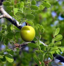 Image result for Corallocarpus schimperi