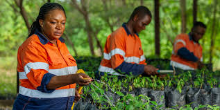 Image result for Empogona cacondensis