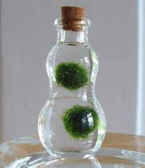 Zen Pet Micro Marimo Moss Balls Gourd Bottle Mini By Myzen On Etsy 7 00 Marimo Moss Ball Marimo Moss Ball Terrarium Marimo