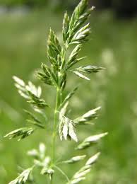 Image result for Poa binata