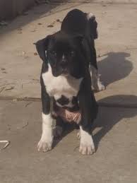 Lancaster puppies has boxers for sale! Litter Of 5 Boxer Puppies For Sale In Staten Island Ny Adn 71976 On Puppyfinder Com Gender Male Age Boxer Puppies Boxer Puppies For Sale Puppies For Sale